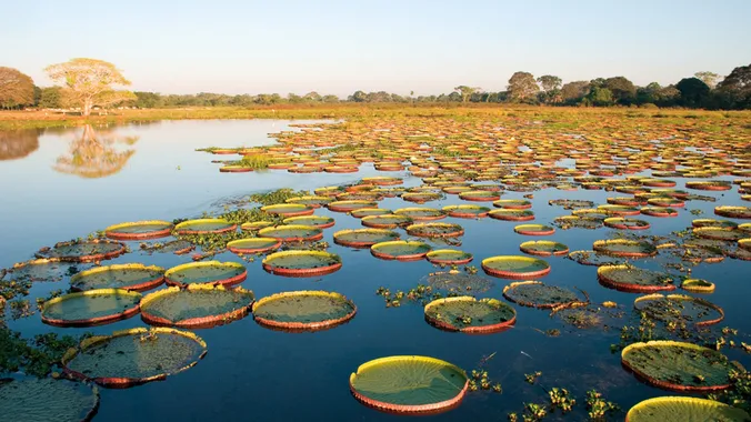 Pantanal, Mato Grosso