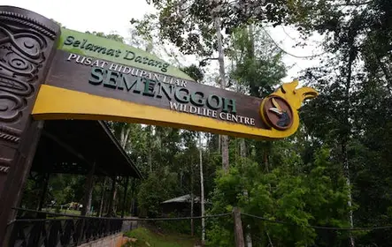 Excursão de meio dia ao centro de vida selvagem de Semenggoh saindo de Kuching